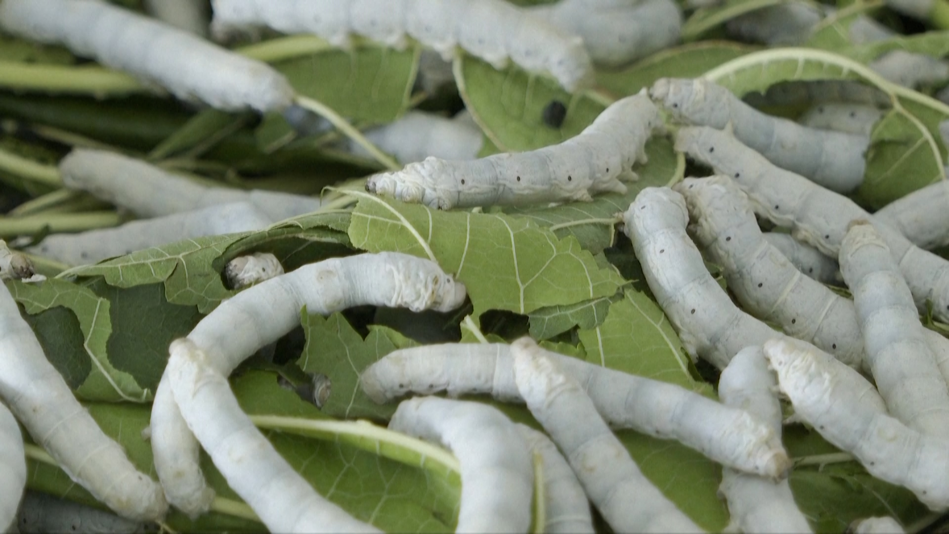 Silkworm breeding reaps profits for farmers in southwest China